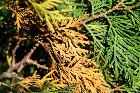 Detail šupinovitých listov a šišiek tuje západnej