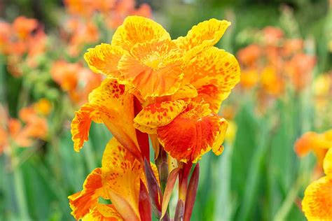 Záhradná výsadba kany indickej s výraznými kvetmi a listami