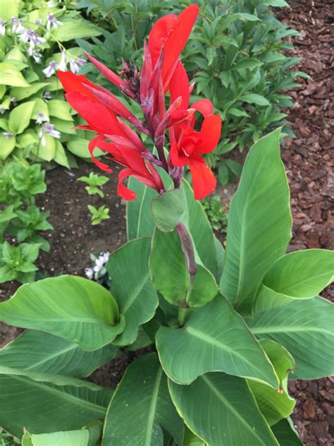 Kana indická pestovaná v dekoratívnej nádobe na terase