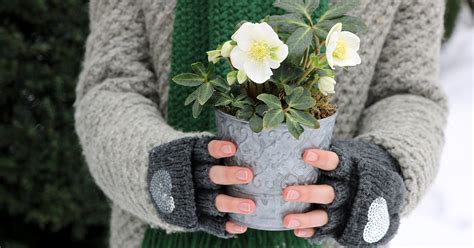 Ilustrácia správneho uskladnenia hľúz kany na zimu