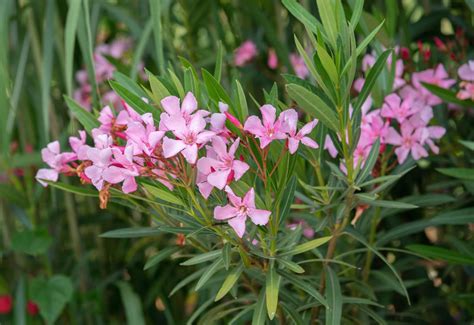 Nádherné kvety oleandra (Nerium oleander) v rôznych farbách