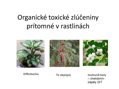 Ilustrácia znázorňujúca toxické časti rastliny oleandra a príznaky otravy