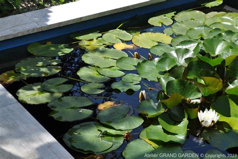 Detailný postup sadenia lekna do košíka