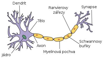 Diagram anatómie neurónu s vyznačením dendritov, axónu a myelínovej pošvy