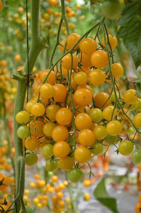 Zoskupenie rôznych druhov cherry paradajok - okrúhle, oválne, žlté, červené