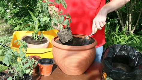 Mladá sadenica cherry paradajky zasadená v kvetináči s oporným kolíkom