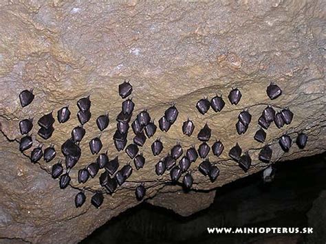 ilustrácia netopiera v jaskyni s hromadami guána