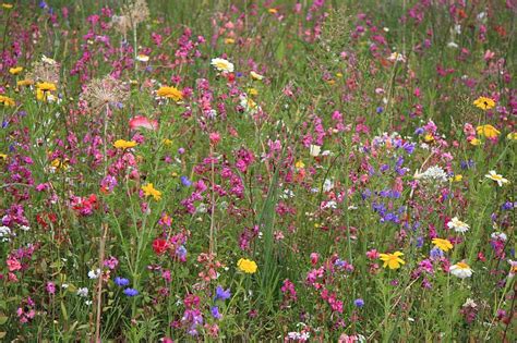 ukážka rozkvitnutej kvetinovej lúky s pestrou paletou divých kvetov v záhrade