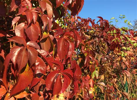 Detailná fotografia listov paviniča trojlaločného v rôznych štádiách jesenného sfarbenia