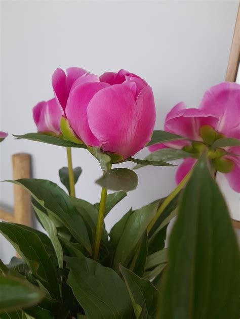 Detailný pohľad na kvitnúcu azalku v interiéri s viditeľnými lievikovitými kvetmi