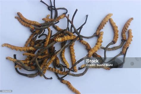 Huba yarsagumba (cordyceps) s hostiteľskou húsenicou