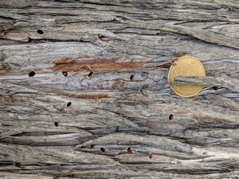 Detailná fotografia napadnutého konárika tuji s viditeľnými výletovými otvormi škodcu.