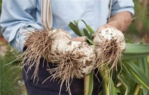 Schéma správneho zasadenia strúčika cesnaku do pôdy