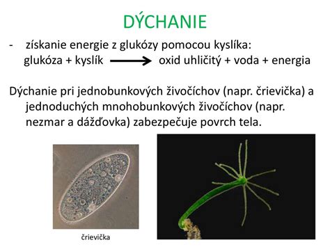 Ilustrácia rôznych foriem nepohlavného rozmnožovania u živočíchov