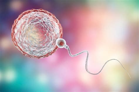 Schematické znázornenie dvoch typov gamét (vajíčko a spermia) a ich splynutia