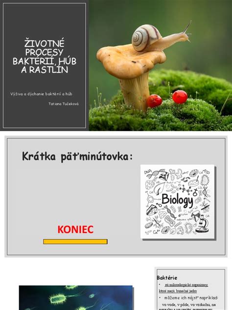 Ilustrácia znázorňujúca symbiózu mykorhíznych húb s koreňmi rastlín