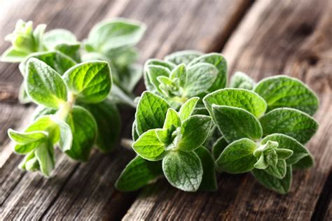 detailná fotografia listov a kvetov pamajoránu obyčajného