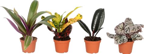 galéria rôznych odrôd oregana