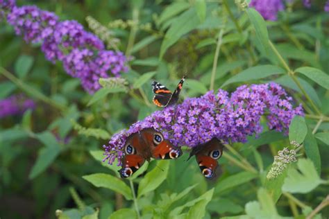 Tematické foto motýlieho kra Buddleja s hojným výskytom motýľov