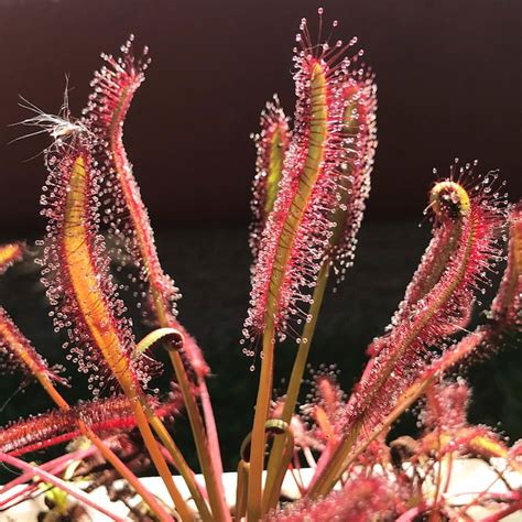 Detail Drosera capensis s lepiacimi tentakulami