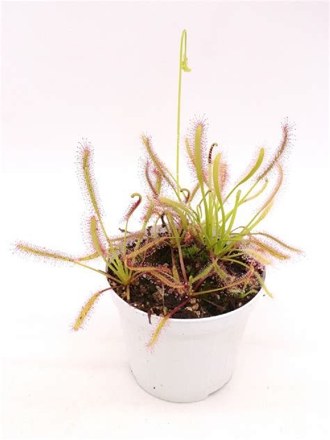 Nádoba s Drosera capensis stojaca v miske s vodou