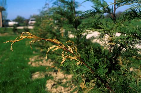 Príznaky napadnutia hubou Pestalotiopsis funerea na tuji
