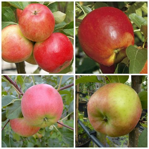 Schéma plodov odrody Rubinola s farebným označením zrelosti a tvaru