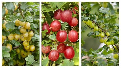 Rôzne odrody egrešov a ríbezlí (koláž farieb a tvarov)