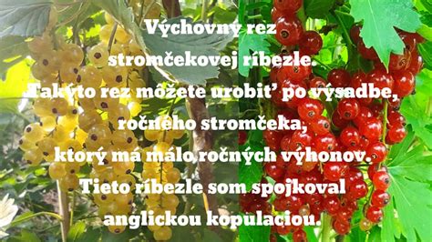 Schéma rezu kríkových ríbezlí po výsadbe