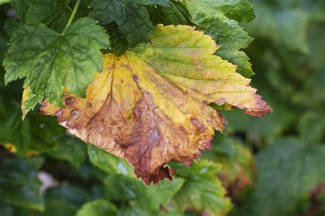 Vizualizácia listov poškodených najčastejšími chorobami ríbezlí a egrešov