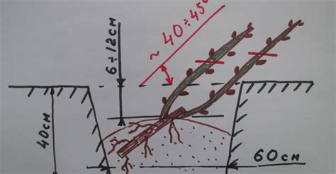 Nákres trojitého pestovania ríbezlí alebo egrešov pri jednej opore