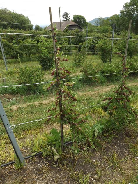 Moderný spôsob pestovania egrešov na drôtenke - vertikálny kordón