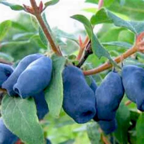 Zemolez kamčatský s dozrievajúcimi modrými plodmi