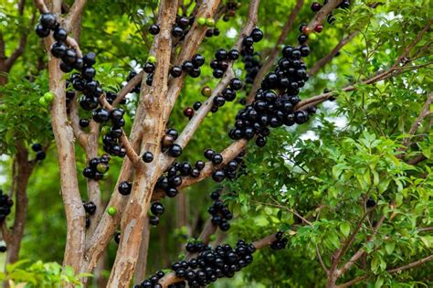 Detail kvetov kakaovníka vyrastajúcich priamo na kmeni (kauliflória)