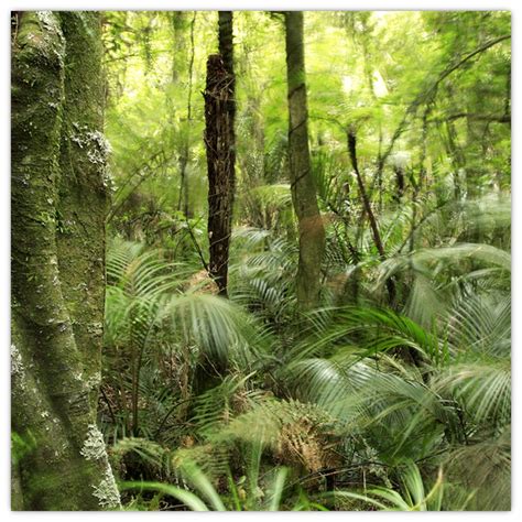 Tropický dažďový prales s kakaovníkmi v podraste