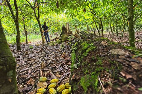 Farmár zbierajúci kakaové struky