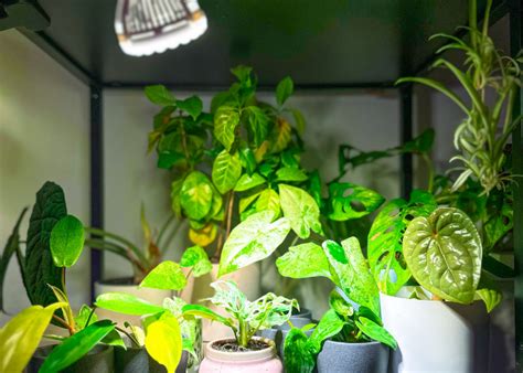 Doplnkové osvetlenie pre izbové rastliny pomocou LED grow lights.