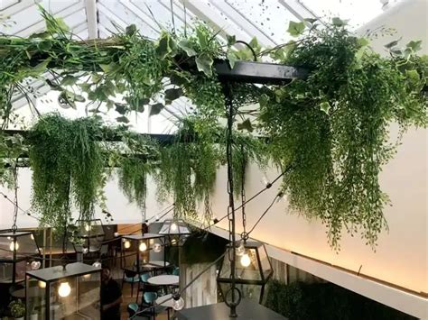 ilustrácia: rôzne rastliny pestované pod umelým svetlom v interiéri