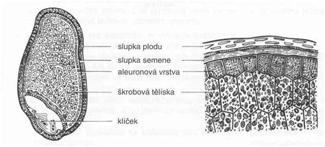 infografika znázorňujúca zloženie ovseného zrna (endosperm, otruby, klíček) a kľúčové živiny