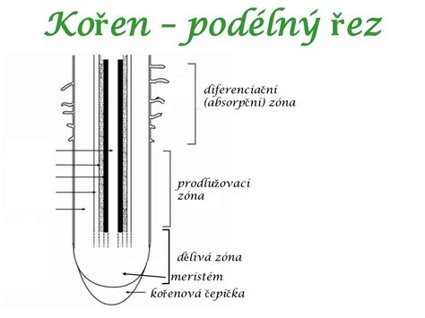 Schéma rastových zón rastliny (meristém, zóna predlžovania, zóna diferenciácie)
