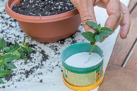 Ilustrácia zakoreňovania odrezkov v črepníku prekrytom igelitovým vreckom pre udržanie vlhkosti