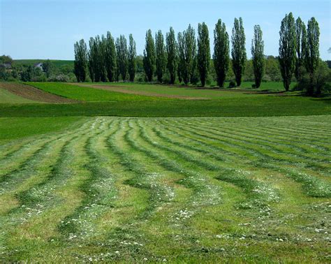 Detailný záber na rastliny kostravy trsteníkovej a ďateliny plazivej v trávnom poraste