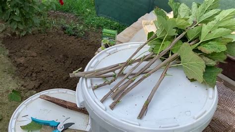 detailné zobrazenie zväzku odrezkov uložených vo vlhkom piesku v debničke