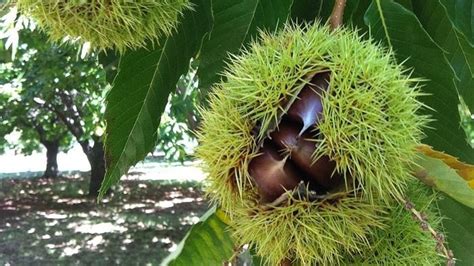 ukážka správneho tvaru koruny gaštana jedlého