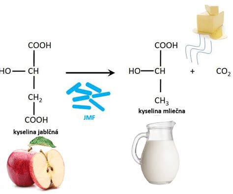 Schéma spracovania cesnaku: sušenie, granulovanie a fermentácia