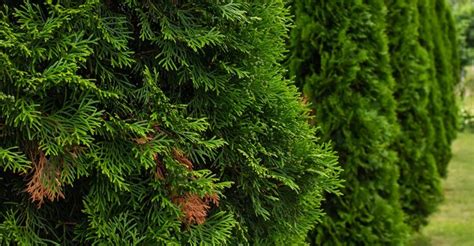 Hnednúce ihličie tuje ako príznak nedostatku horčíka