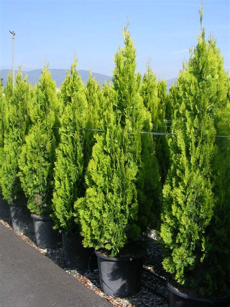 Fotografie rôznych odrôd tuje východnej (Berkmannii, Meldensis, Pyramidalis Aurea)