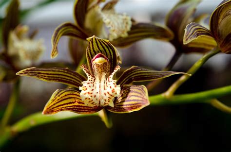 rôznorodosť kvetov orchideí