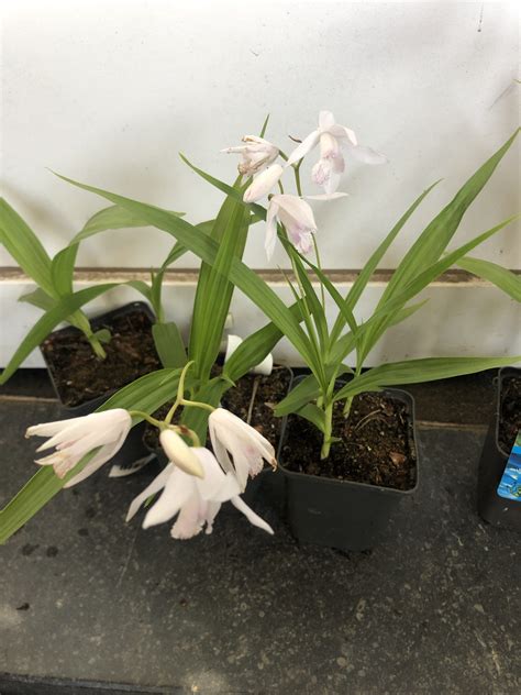záhradná orchidea Bletilla vo vonkajšom prostredí