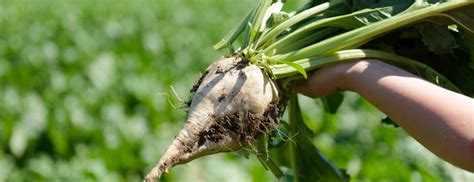 Ilustračná fotografia kŕmnej repy